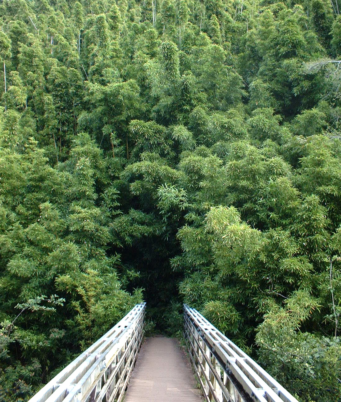 bridge heading to bamboo forest