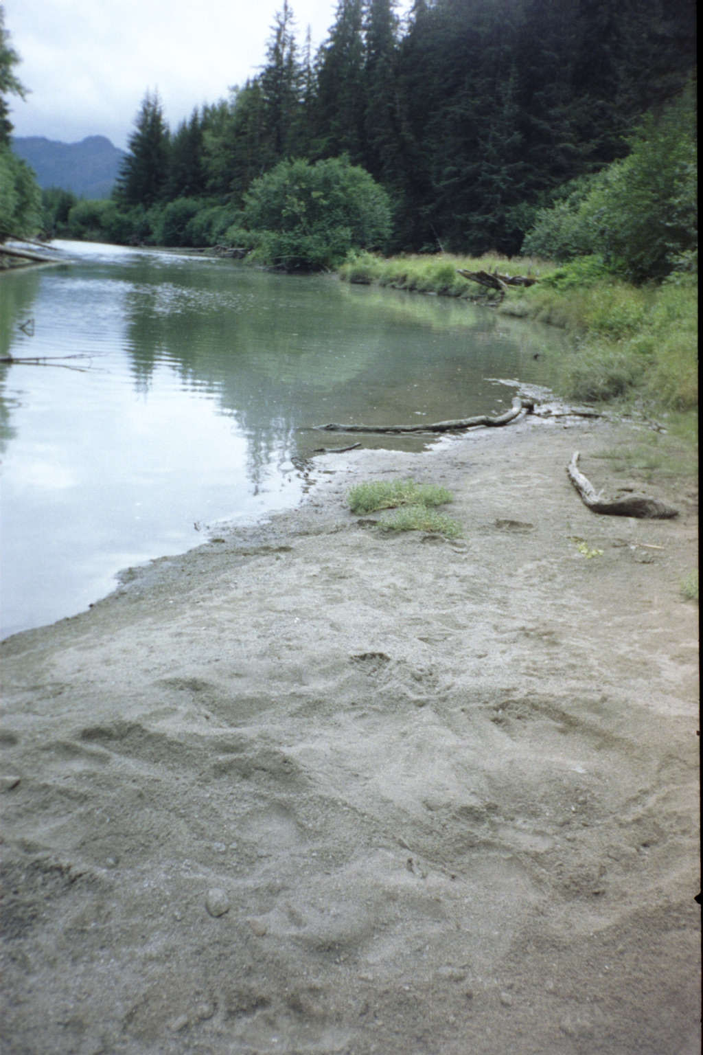 Brown bear bed in the sand by a stream