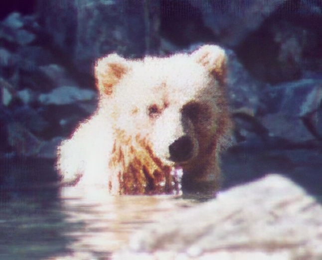 brown bear swimming looking at me drooling