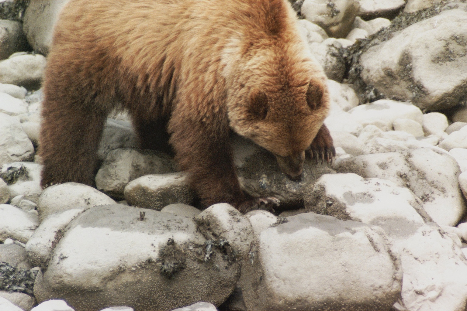 brown bear eating tiny barnacles off rocks near ocean in alaska