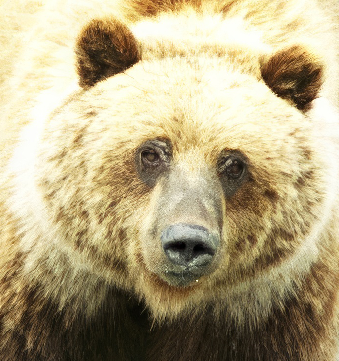 big light brown bear face close looking at camera