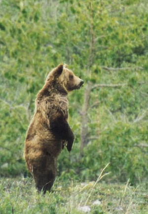 brown bear standing looking right green background