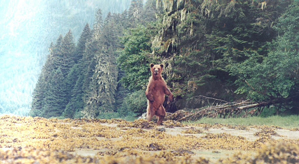 Brown bear standing looking at me with trees in back and kelp in front