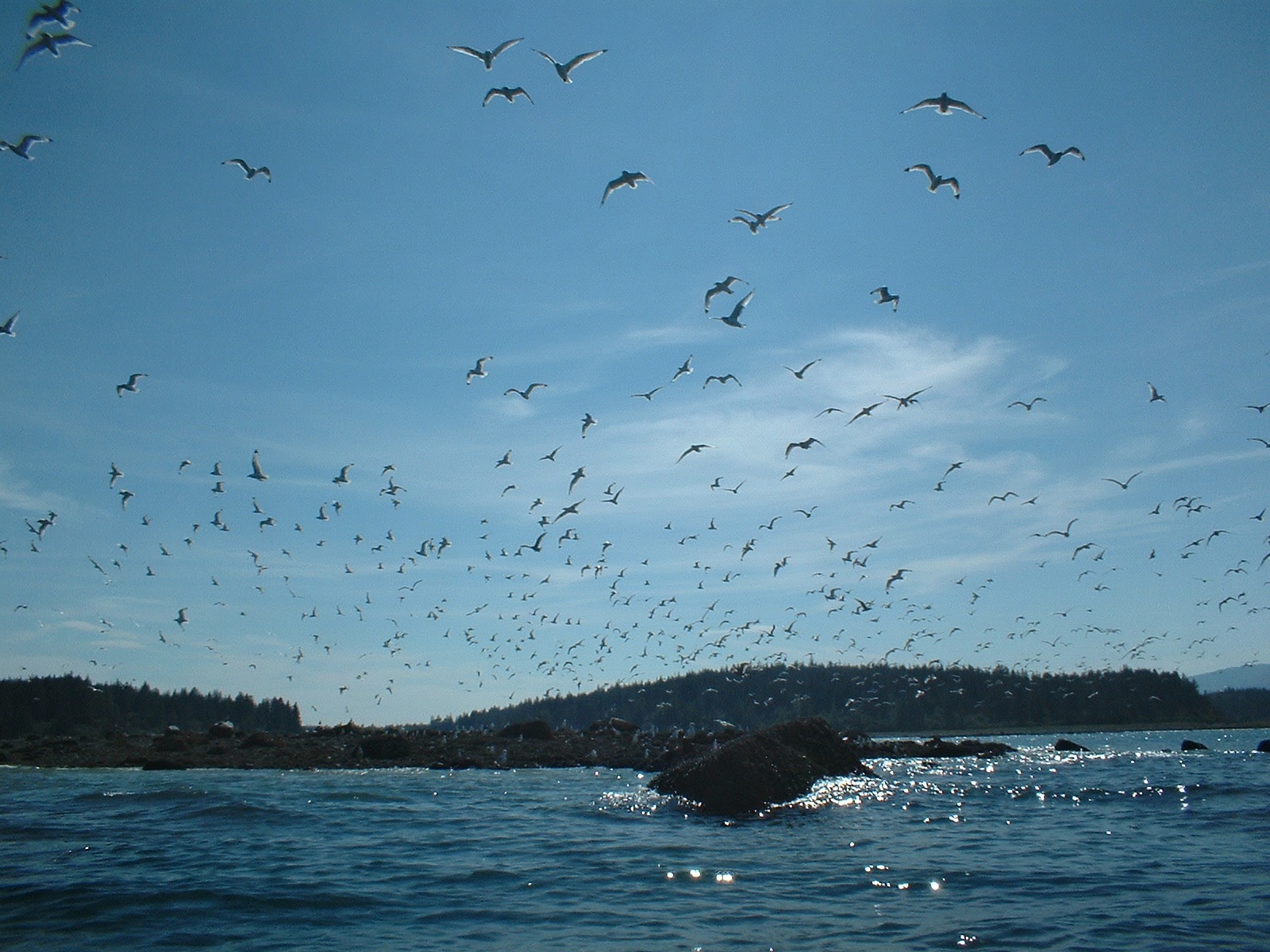 100s of birds in sky