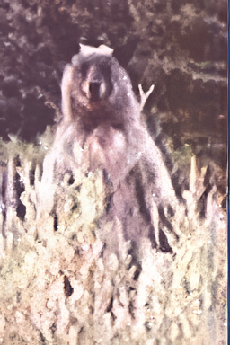 blue bear with target on chest stands in field of grass looking at camera