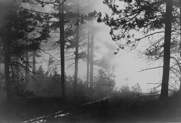 black and white of trees through thick smoke