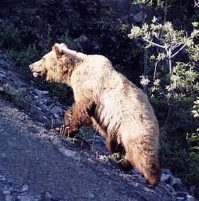 brown bear walking uphill left in sunlight