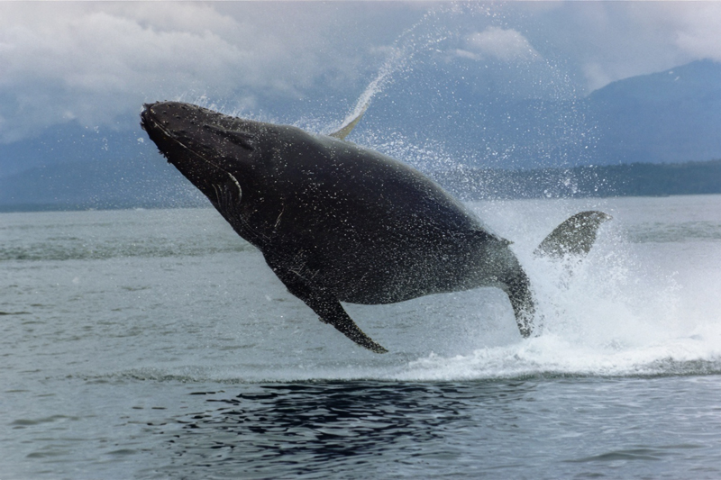 humpback whale breaches out of the water left