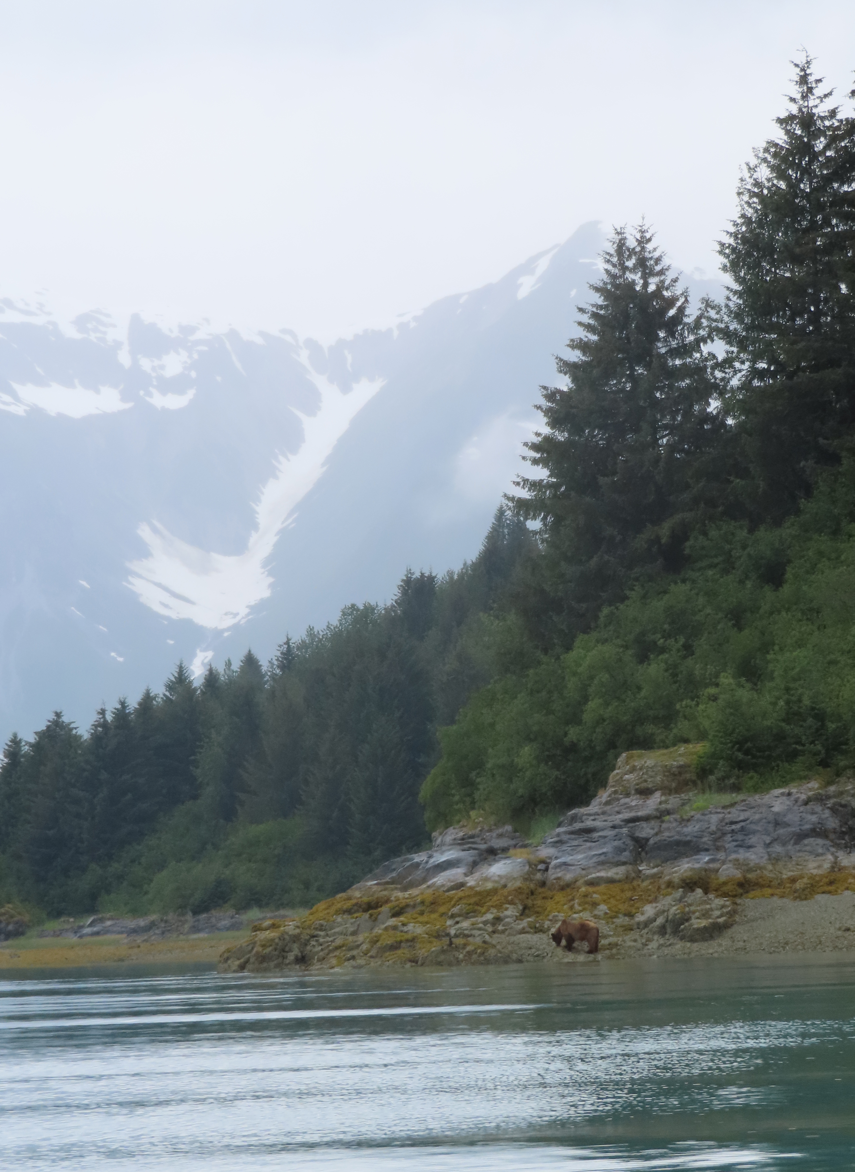 Brown bear on rocky beach with green pine trees near and snow on mountains