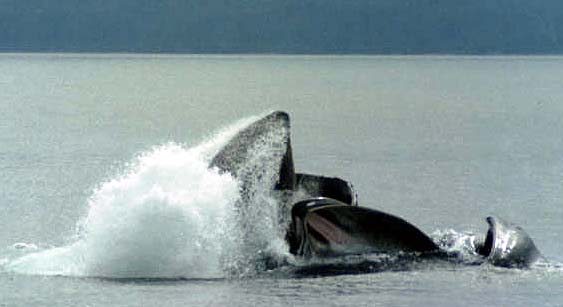 humpback whales bbble netting with big splash