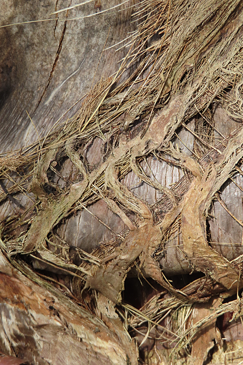 coconut bark