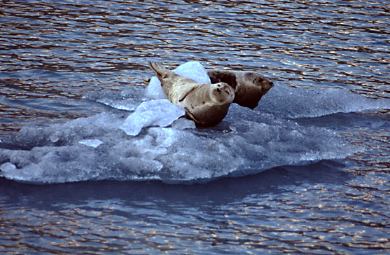 Two harbor seals on the ice near dusk blue light