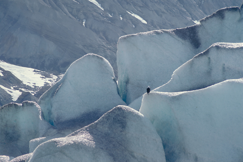 bald eagle sitting on a glacier