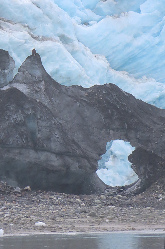 eagle on top of brown glaier ice, with blue glacier in background and window in brown ice seeing blue glacier in back