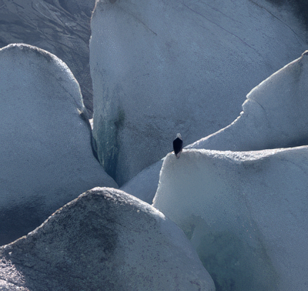 eagle on glacier edges like clover leaf