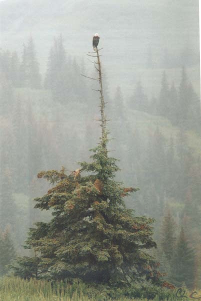 Eagle sitting at very top of pine tree with long branch in fog