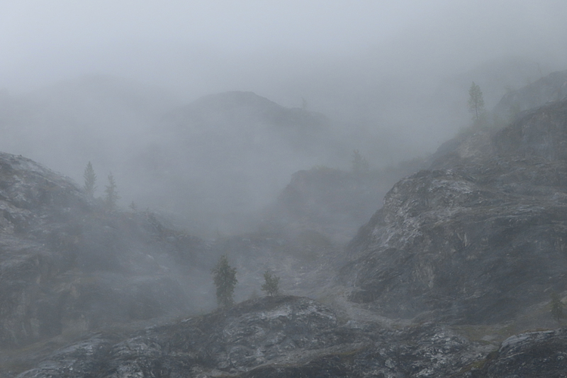 green pine trees through the fog on hills in layers