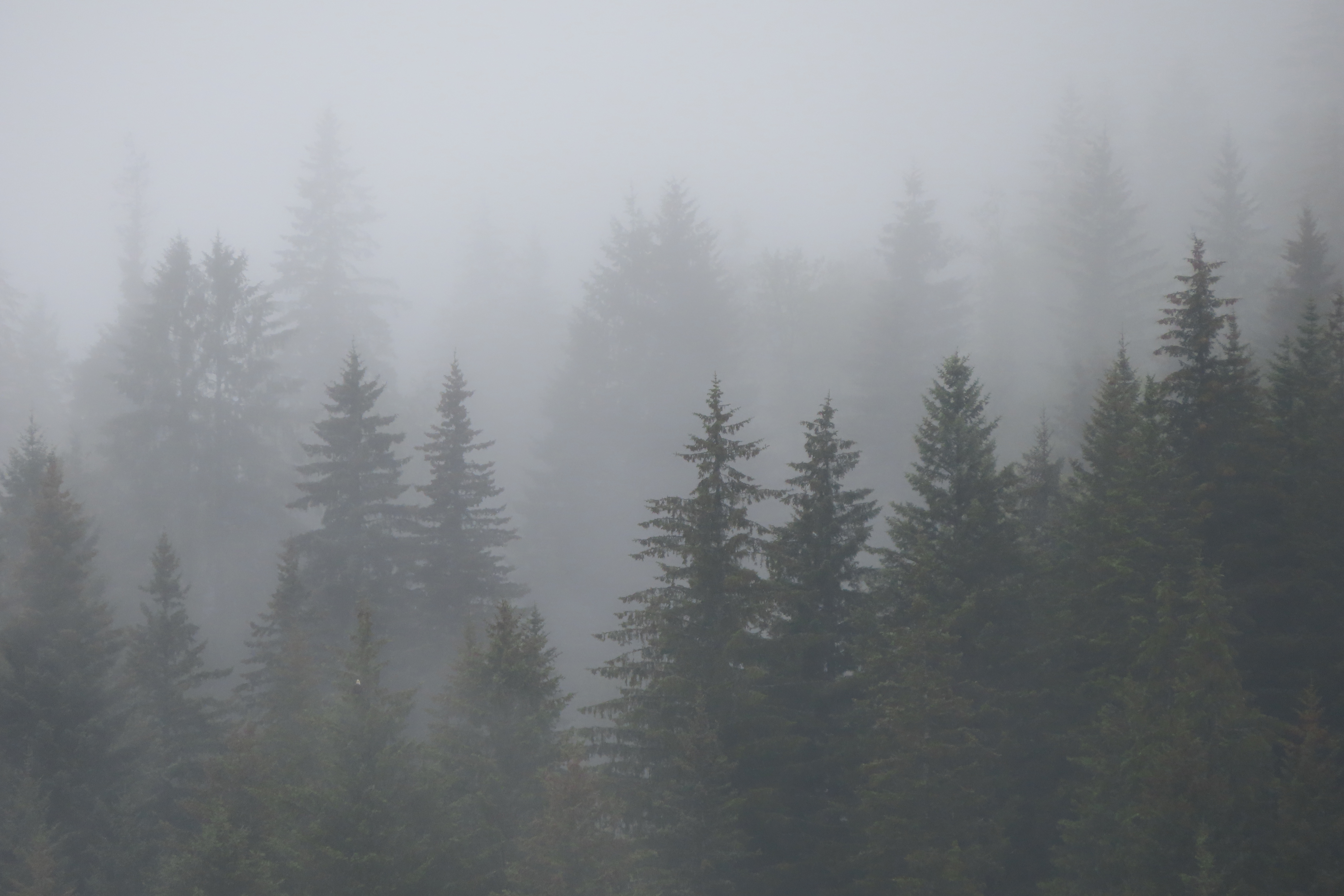 pine trees in 3 layors of grey fog