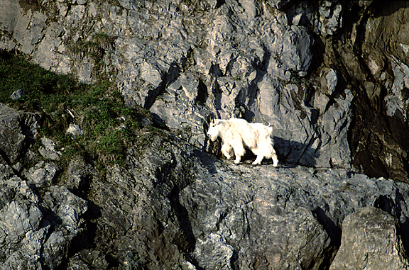 Mountain goat in Alaska walking in grass and rocks