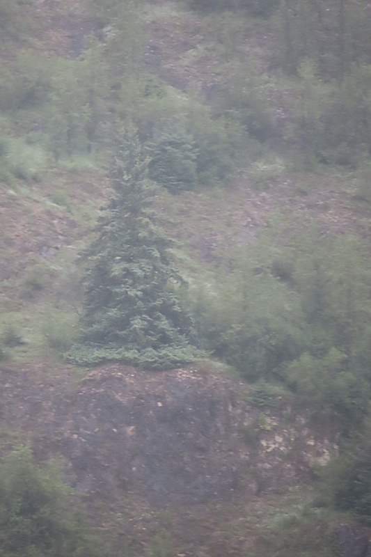 huge pine tree like xmas tree surronded by smaller pine trees on cliff side