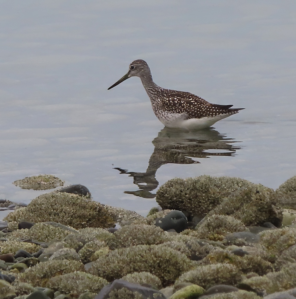 greater yellow legs brown bird big beak reflected in waree with rocks in front