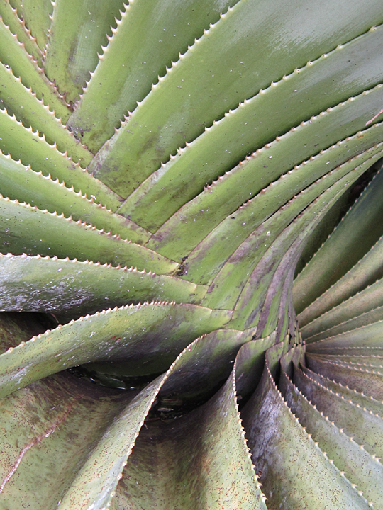 spines on green plant