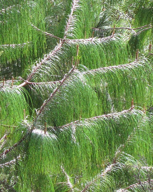 green pine branches that look like they are melting