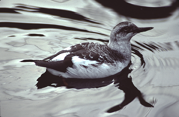 Immature Pigeon Guillemot black and white bird in water