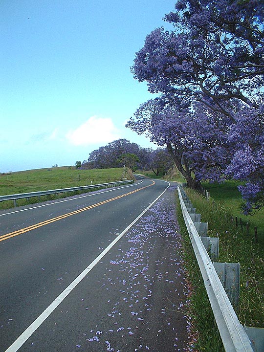 road with purple jacaranda tree and purple flowers on road