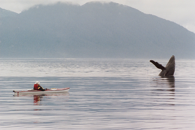 humpback whale breaching near kayak