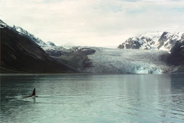 killer whale swimming in front of glacier in Alaska