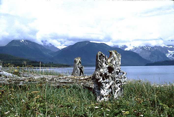 large log on rocky beach by lituya bay