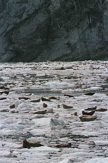 Hundreds of seals hauled out on the ice in johns hopkins inlet Glacier Bay Alaska