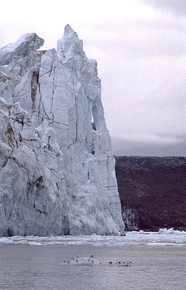 Gulls and Kittiwakes on iceberg by glacier 