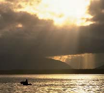 alaska moose swimming at dusk