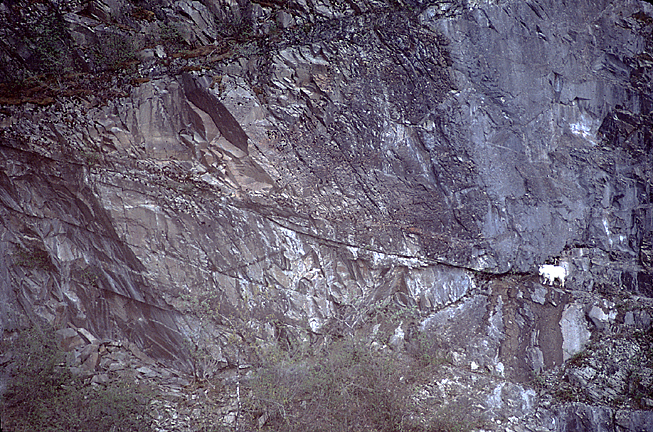 Mountain goat facing a huge cliff
