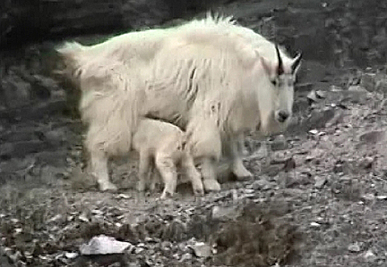 Baby mountain goat suckleing its mom on grey rocky area