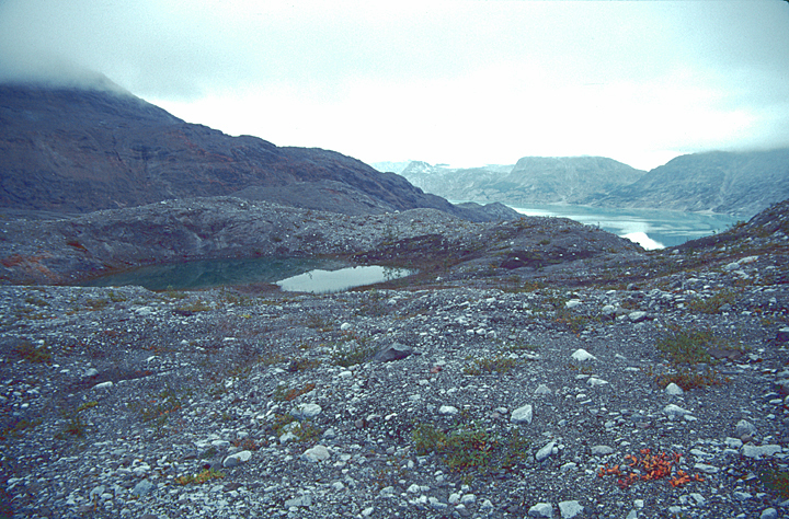 Plants starting to appear on barren land near Muir glacier