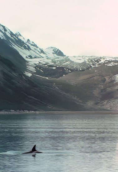 orca swimming in front of reid glacier glacier bay alaska