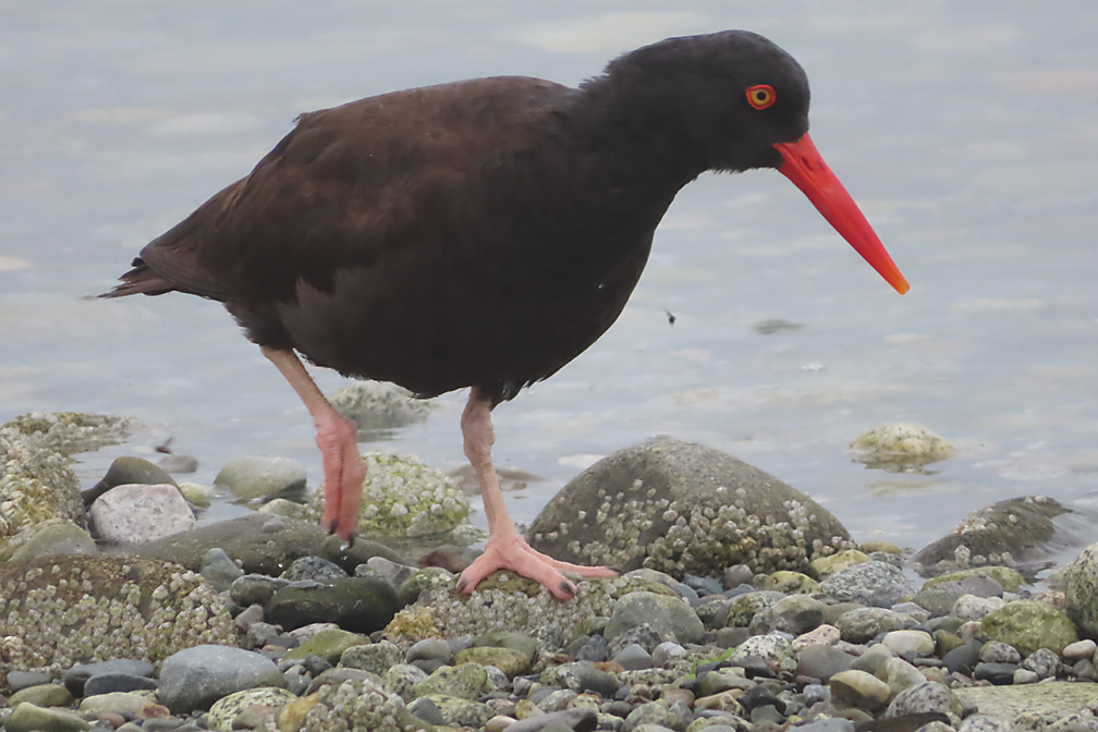 oyster catcher brown bird with red beak looking down