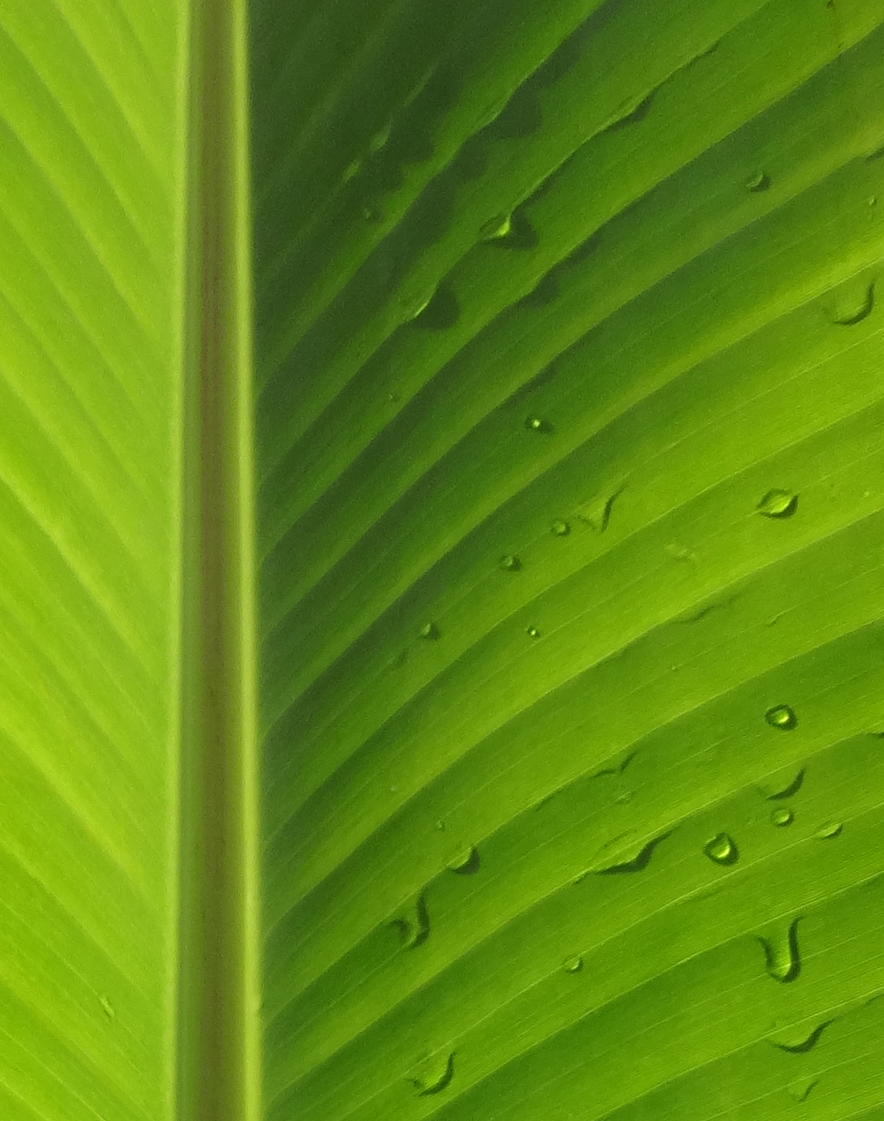 palm branch close up