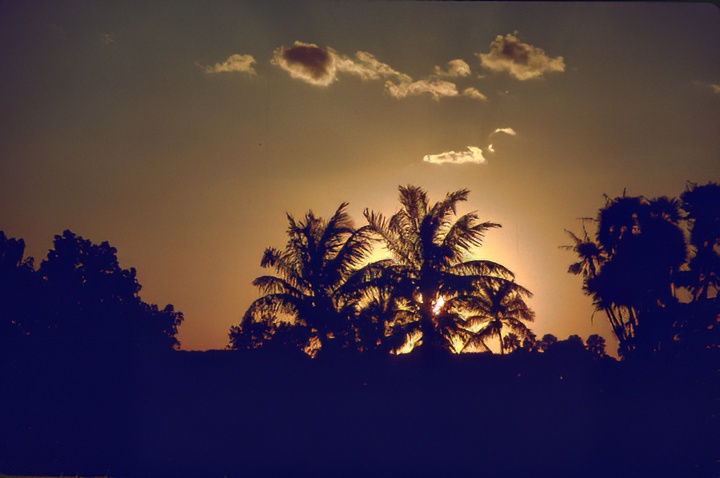 orange sky with palm trees in front