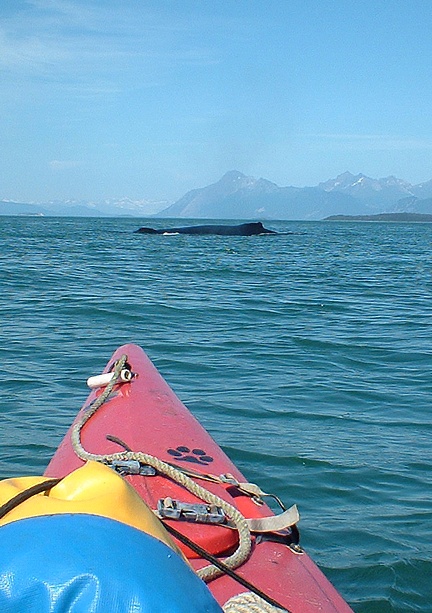 kayakers view of humpback whale