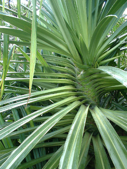 twisted green plant spines