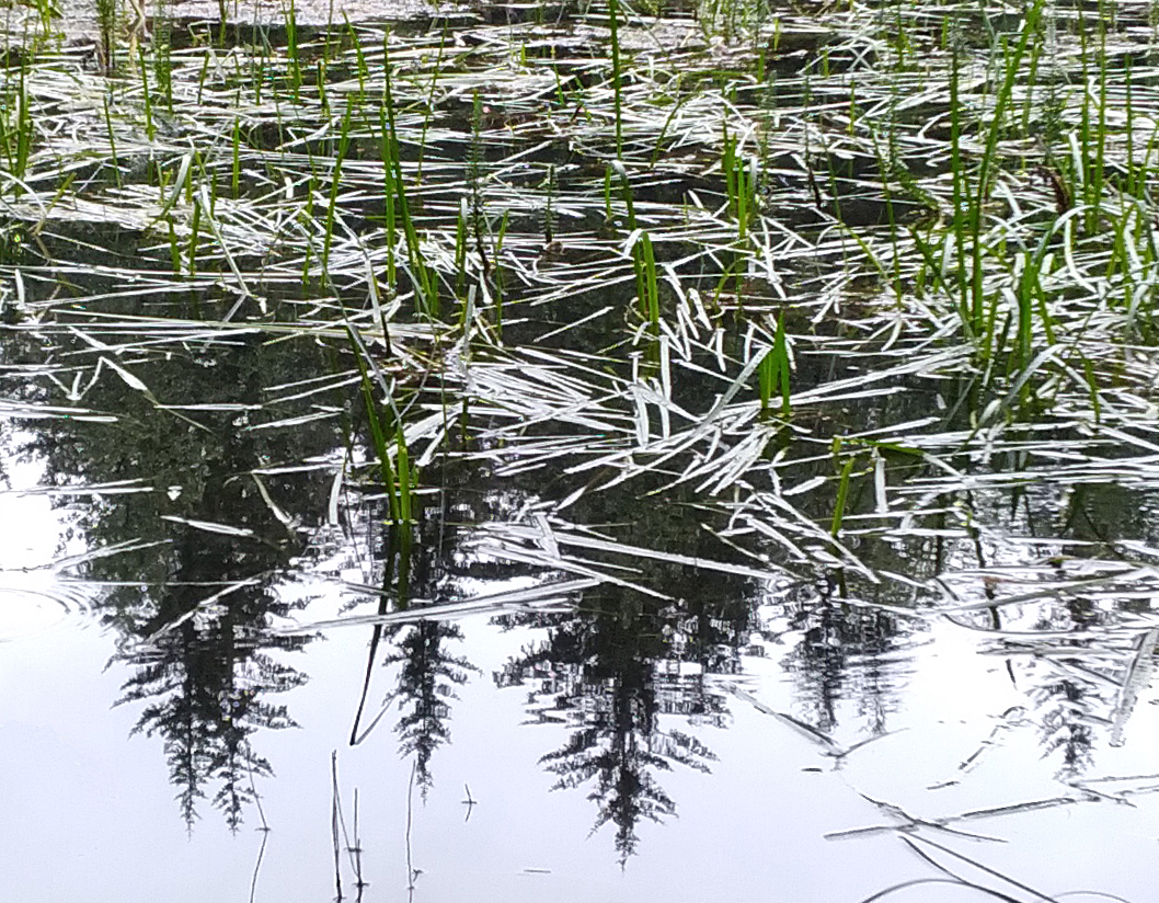 reflection of grass in water and green pine trees