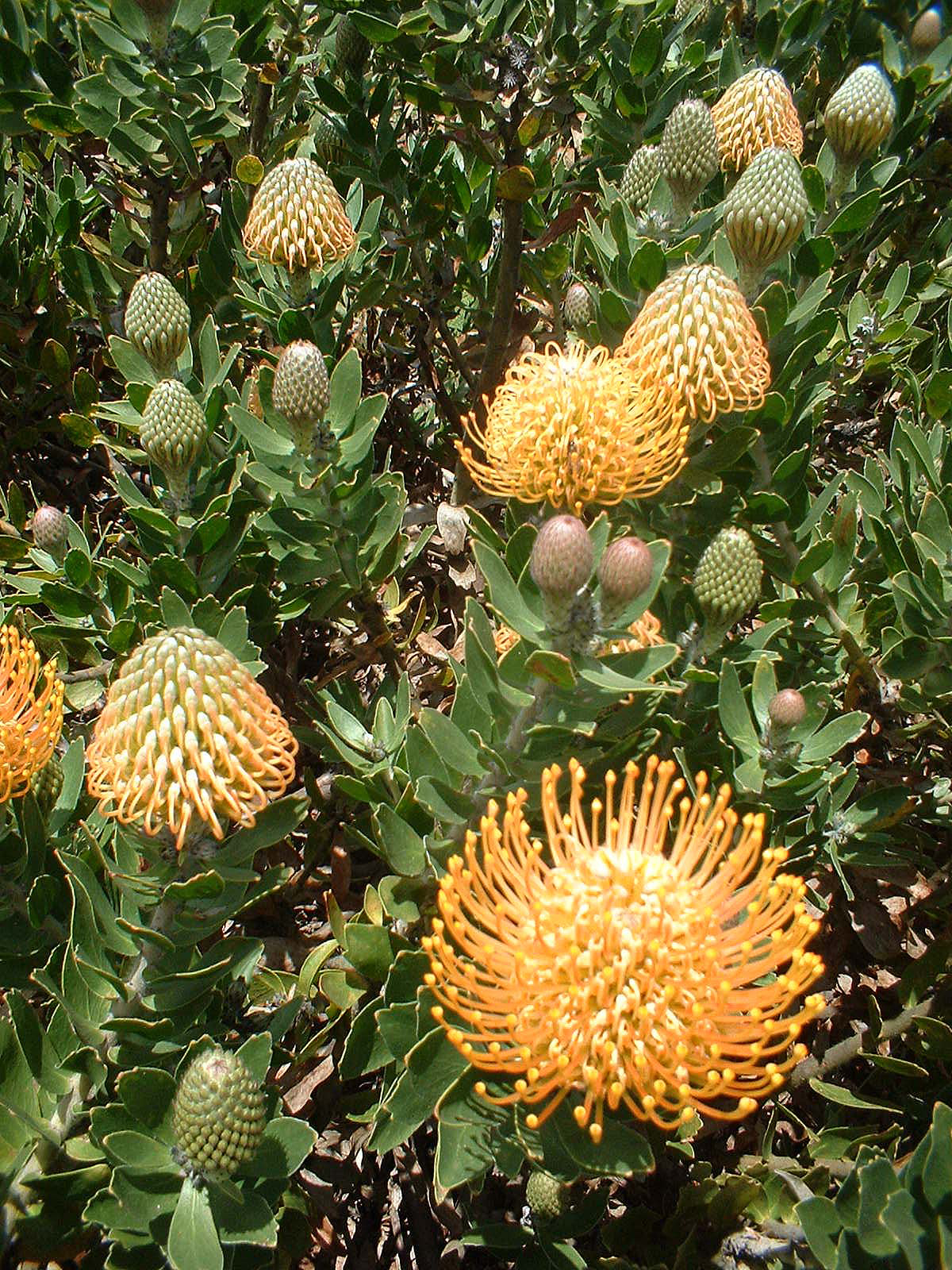 yellow proteas blooming and buds with green leaves