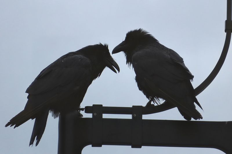 two ravens silhouetted one open mouth other looking at him