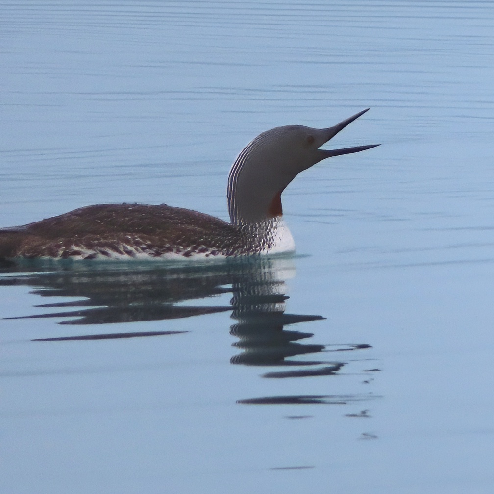 redneck loon in blue water with mouth open