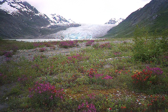 Flowers and landscape near Reid Glacier alaska