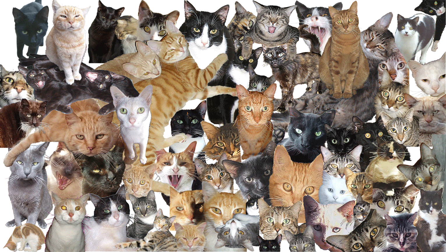 lots of cats
